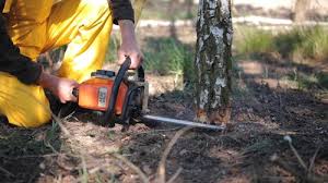 How Our Tree Care Process Works  in  Canonsburg, PA