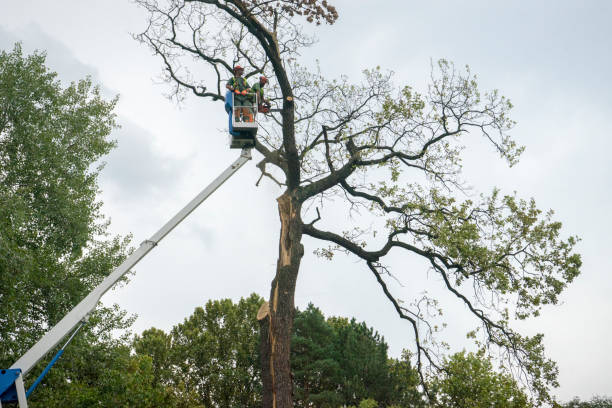 Best Fruit Tree Pruning  in Canonsburg, PA