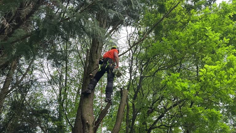 Best Seasonal Cleanup (Spring/Fall)  in Canonsburg, PA