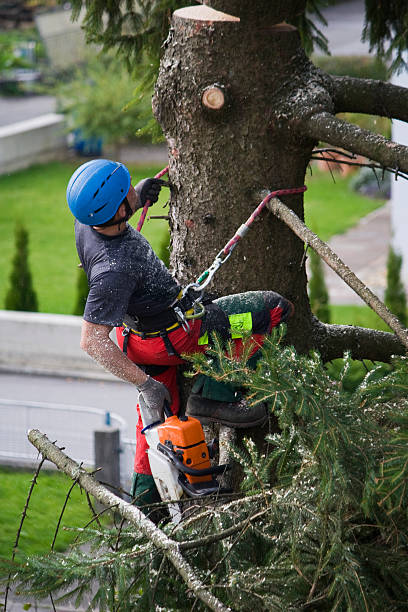 Best Tree and Shrub Care  in Canonsburg, PA